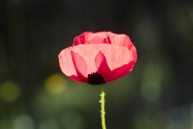 Yabani kırmızı ortak papaver rhoeas makro papaveraceae elli megapixe