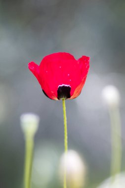 Yabani kırmızı ortak papaver rhoeas makro papaveraceae elli megapixe