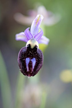 Yabani çiçekler makro ophrys arachnitiformis orchidaceae elli mega