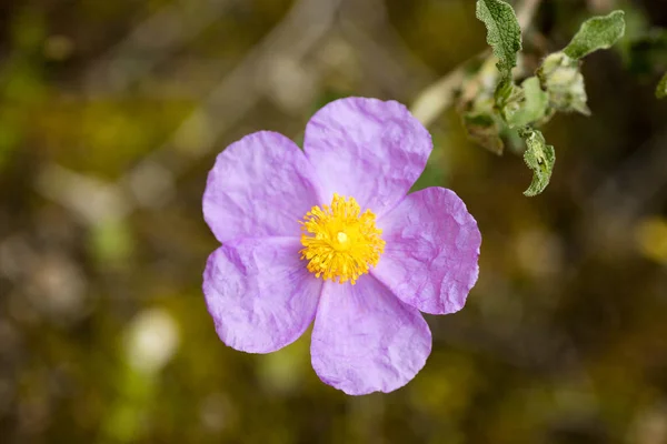 Yabani mor çiçekler makro Cistus creticus cistaceae elli megapi