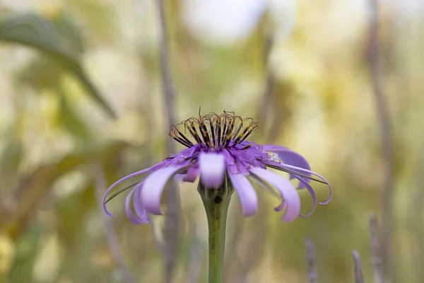 Flor silvestre macro tragopogon porrifolius asteraceae cincuenta megapi — Foto de Stock