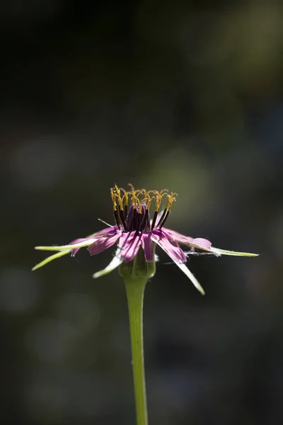 Flor silvestre macro tragopogon porrifolius asteraceae cincuenta megapi — Foto de Stock