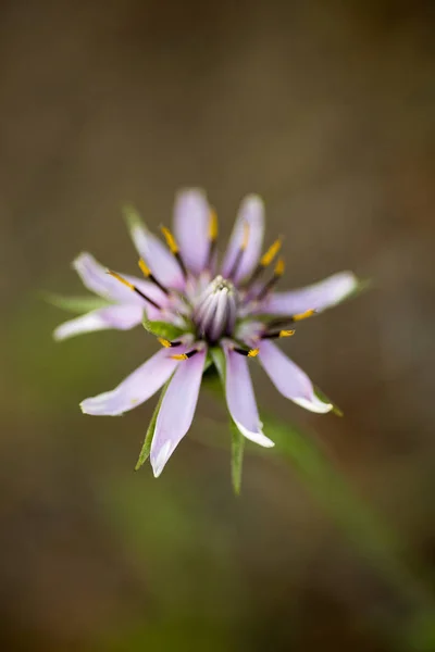 Vild blomma Macro äkta haverrot Asteraceae 50 megapi — Stockfoto
