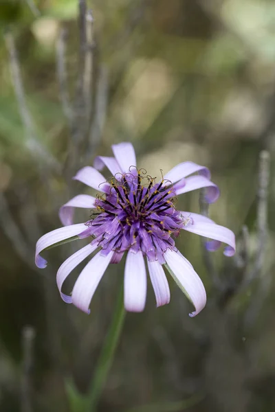 Flor silvestre macro tragopogon porrifolius asteraceae cincuenta megapi — Foto de Stock