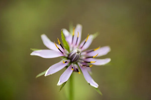 Flor silvestre macro tragopogon porrifolius asteraceae cincuenta megapi — Foto de Stock