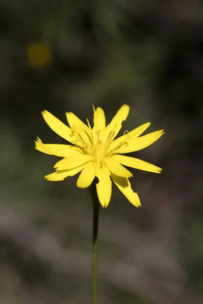 Wild yellow flowers macro Hypochaeris radicata asteraceae fifty — Stock Photo, Image