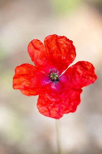 Vilda röda vanliga Papaver rhoeas Macro Papaveraceae 50 med — Stockfoto