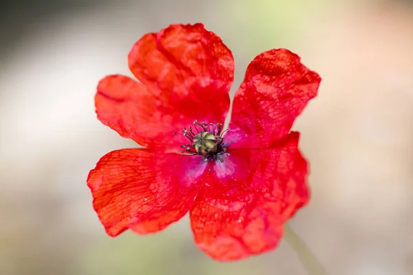 Wild Red meghatározatlan Papaver pipacs makró Mákfélék 50 megapixe — Stock Fotó