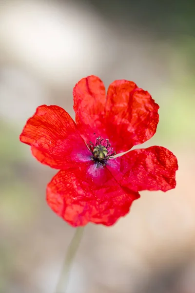 Vilda röda vanliga Papaver rhoeas Macro Papaveraceae 50 med — Stockfoto