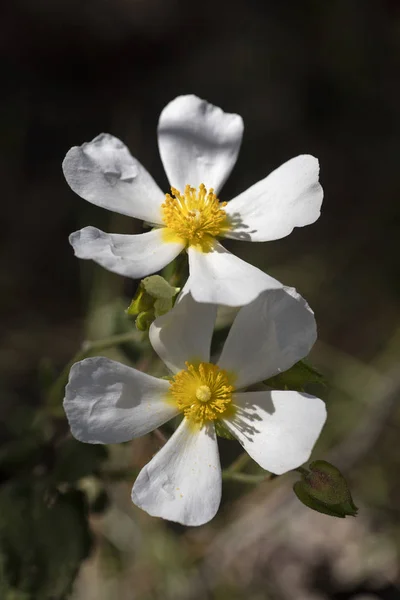 Flores blancas silvestres macro Cistus salvifolius cistaceae cincuenta mega —  Fotos de Stock