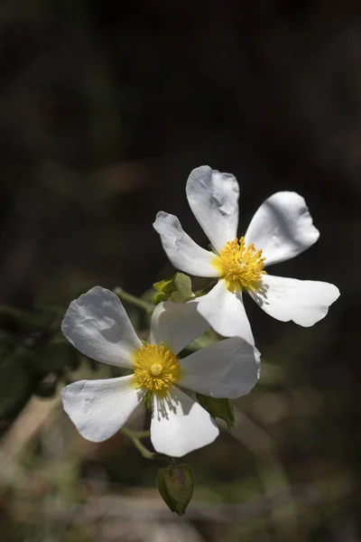 Dzikie białe kwiaty makro Cistus salvifolius Czystkowate 50 Mega — Zdjęcie stockowe