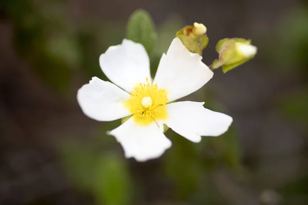 Dzikie białe kwiaty makro Cistus salvifolius Czystkowate 50 Mega — Zdjęcie stockowe