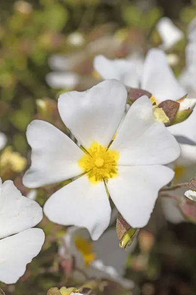 Dzikie białe kwiaty makro Cistus salvifolius Czystkowate 50 Mega — Zdjęcie stockowe