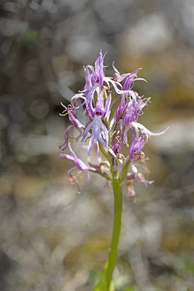 Yabani çiçekler makro ophrys italicum orchidaceae elli megapiksel — Stok fotoğraf