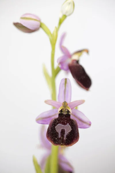 Dzikie kwiaty makro Ophrys arachnitiformis Orchidaceae 50 Mega — Zdjęcie stockowe