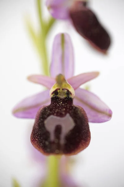 Dzikie kwiaty makro Ophrys arachnitiformis Orchidaceae 50 Mega — Zdjęcie stockowe