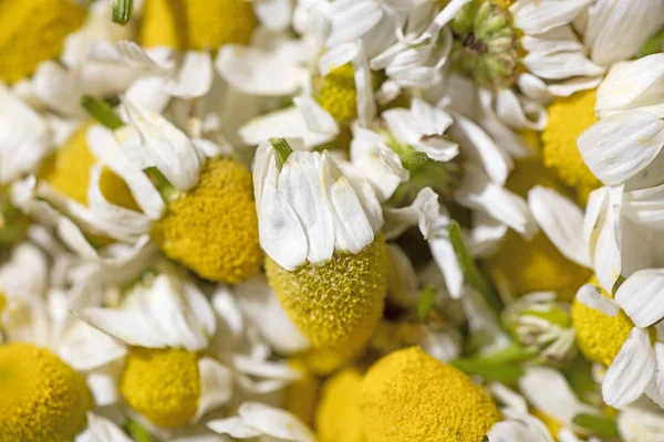 Dziki zmontowalem kwiaty makro Matricaria camomilla medycznej herbaty Aster — Zdjęcie stockowe