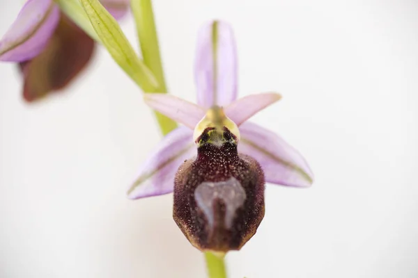Dzikie kwiaty makro Ophrys arachnitiformis Orchidaceae 50 Mega — Zdjęcie stockowe