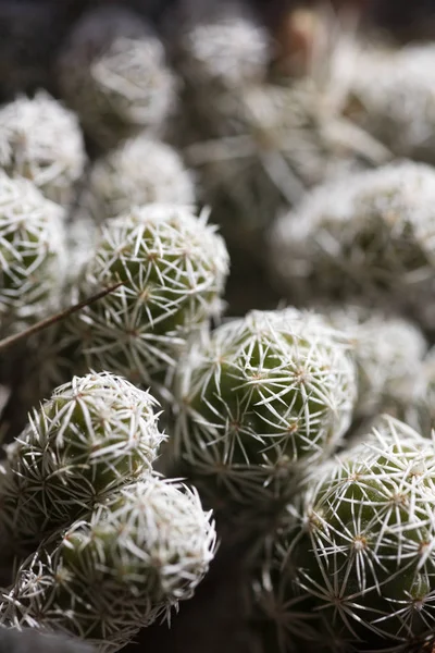 Wild Cactus makro bakgrund 50 megapixlar Printables art — Stockfoto