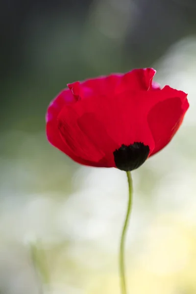 Wild Red meghatározatlan Papaver pipacs makró Mákfélék 50 megapixe — Stock Fotó