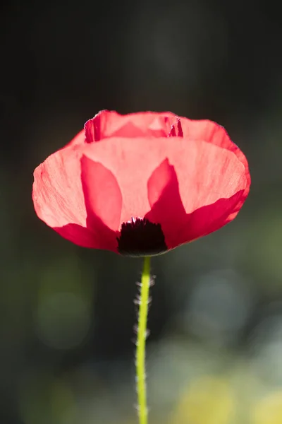 Wild Red meghatározatlan Papaver pipacs makró Mákfélék 50 megapixe — Stock Fotó