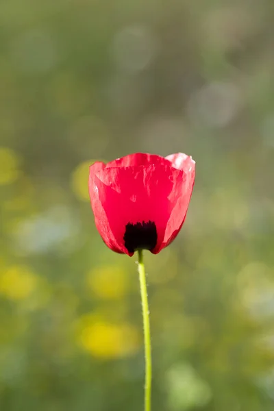 Vilda röda vanliga Papaver rhoeas Macro Papaveraceae 50 med — Stockfoto