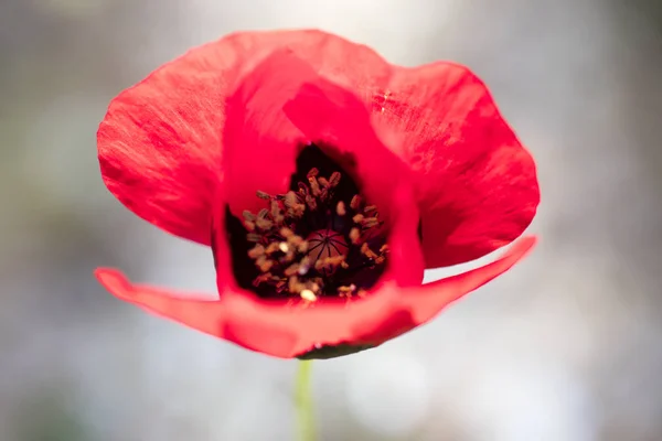 Yabani kırmızı ortak papaver rhoeas makro papaveraceae elli megapixe