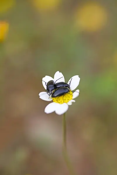 Three bugs sitting on white flower macro portrait fifty megapixels — Stock Photo, Image