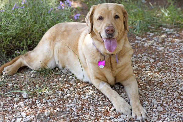 Labrador dişi köpek tatlı makro portre elli megapiksel