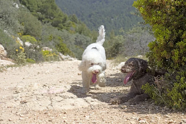 Beyaz Lagotto Romagnolo köpek portre makro arka plan güzel sanatlar i
