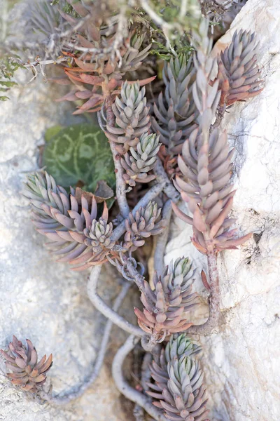 야생 화꽃 매크로 세덤 세디포메 crassulaceae 50 메가 픽셀 — 스톡 사진