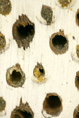 Beyaz ahşap makro yüzeyde delikler elli megapiksel