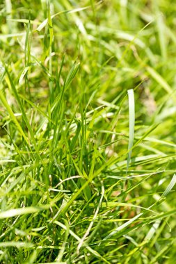 Çim makro arka plan elli megapiksel