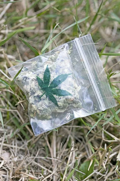 Marihuana w małym błędzie makro 50 megapikseli — Zdjęcie stockowe