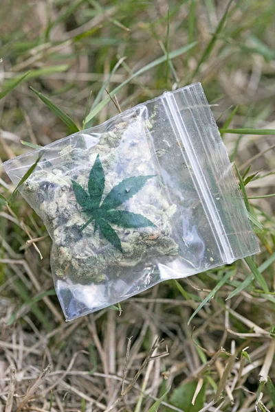 Marihuana σε μικρό bug μακροεντολή 50 MP — Φωτογραφία Αρχείου