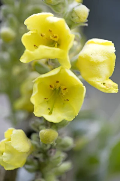 野花宏动词 sapsus 家庭 scrophulaceae 飞天 — 图库照片