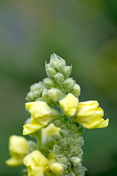 Flor selvagem macro verbascum thapsus família scrophulariaceae fift — Fotografia de Stock