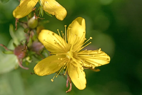 Makovina v divoké květině Hypericum nummularium čeleď hyperiacaceae sakra — Stock fotografie