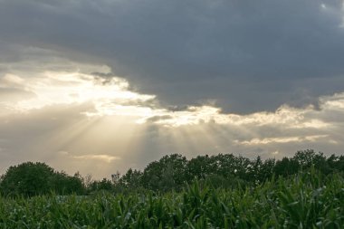 Sunshine aftemoon arka plan Dorsten Rhade Almanya elli megapix