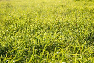 Çim makro arka plan elli megapiksel 