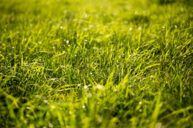 Çim makro arka plan elli megapiksel 