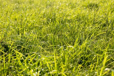 Çim makro arka plan elli megapiksel 