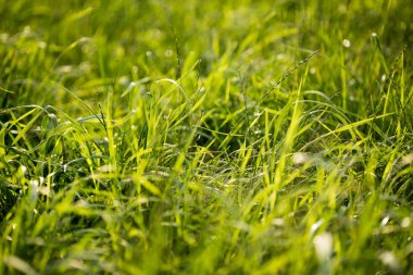 Çim makro arka plan elli megapiksel 