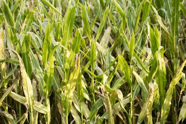 Yetiştirme zea mais pop mısır alanı elli megapiksel