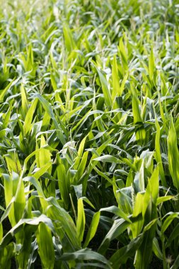 Yetiştirme zea mais pop mısır alanı elli megapiksel