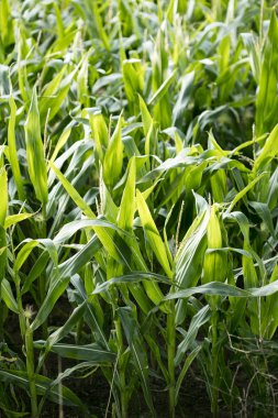 Yetiştirme zea mais pop mısır alanı elli megapiksel