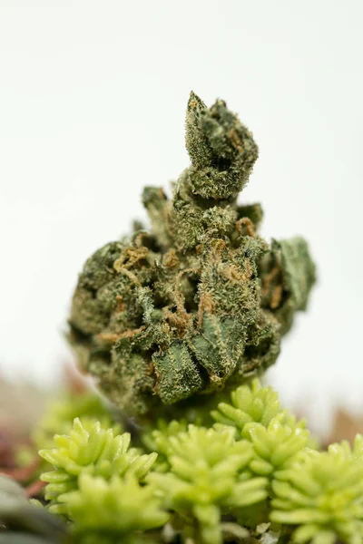 Cannabis Super citron Haze Sensi frön 50 megapixlar — Stockfoto