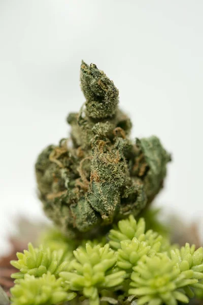 Cannabis Super citron Haze Sensi frön 50 megapixlar — Stockfoto