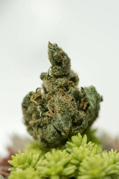 Cannabis Super Zitrone Haze Sensi Samen fünfzig Megapixel — Stockfoto