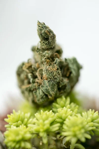 Cannabis Super citron Haze Sensi frön 50 megapixlar — Stockfoto